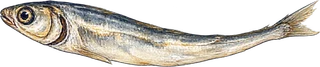 멸치